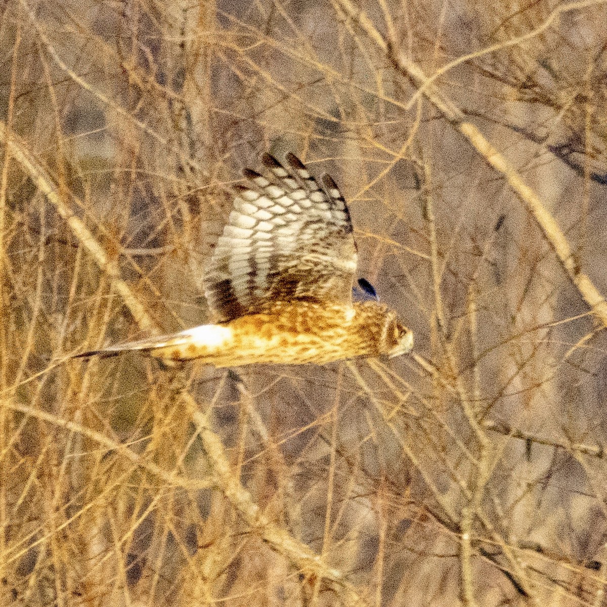 Northern Harrier - ML627970588