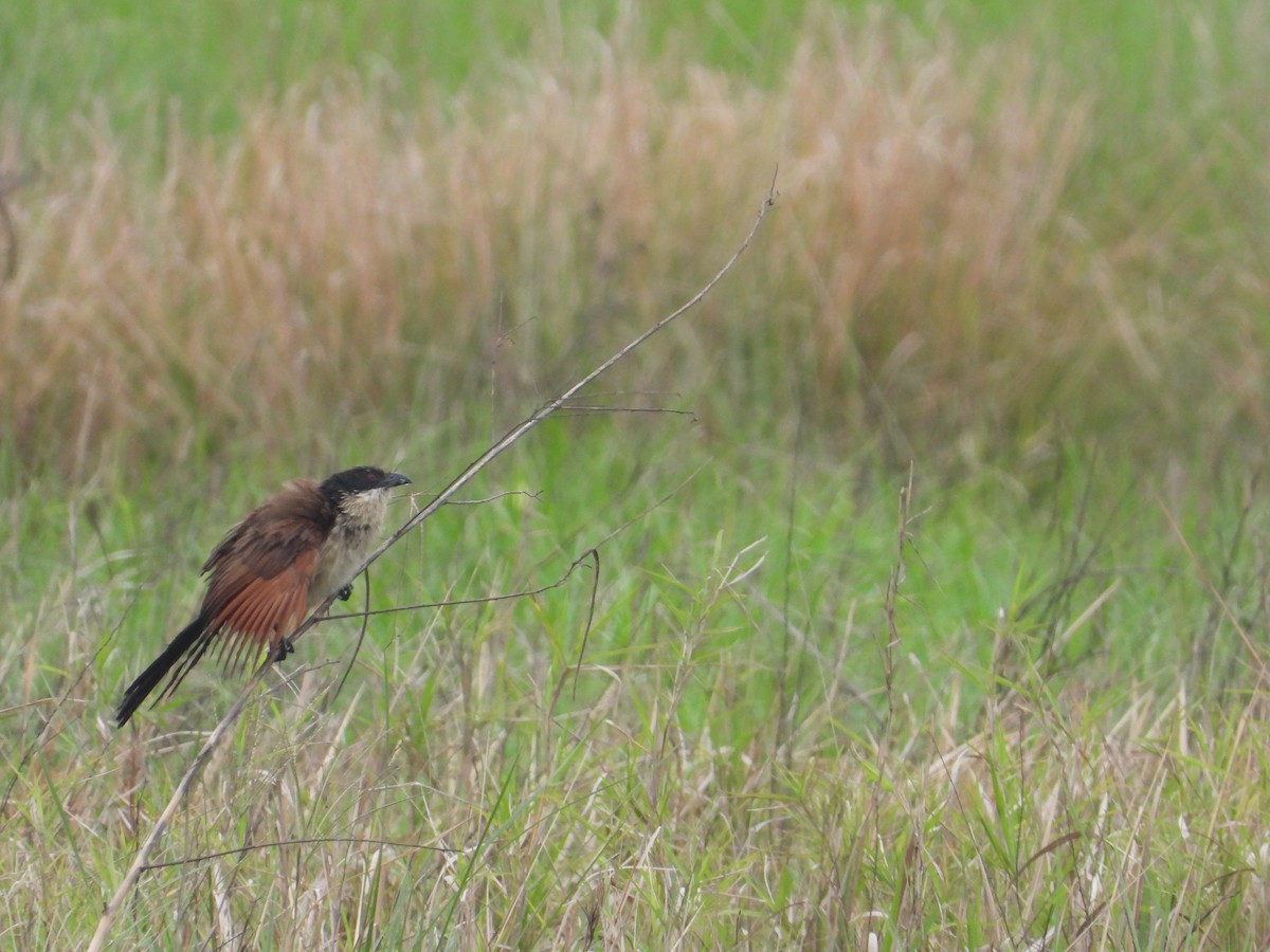 Burchell's Coucal - ML627970632