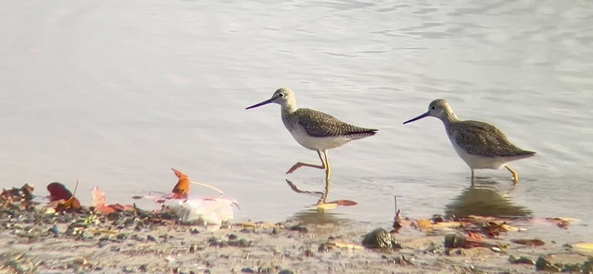 Greater Yellowlegs - ML627970656