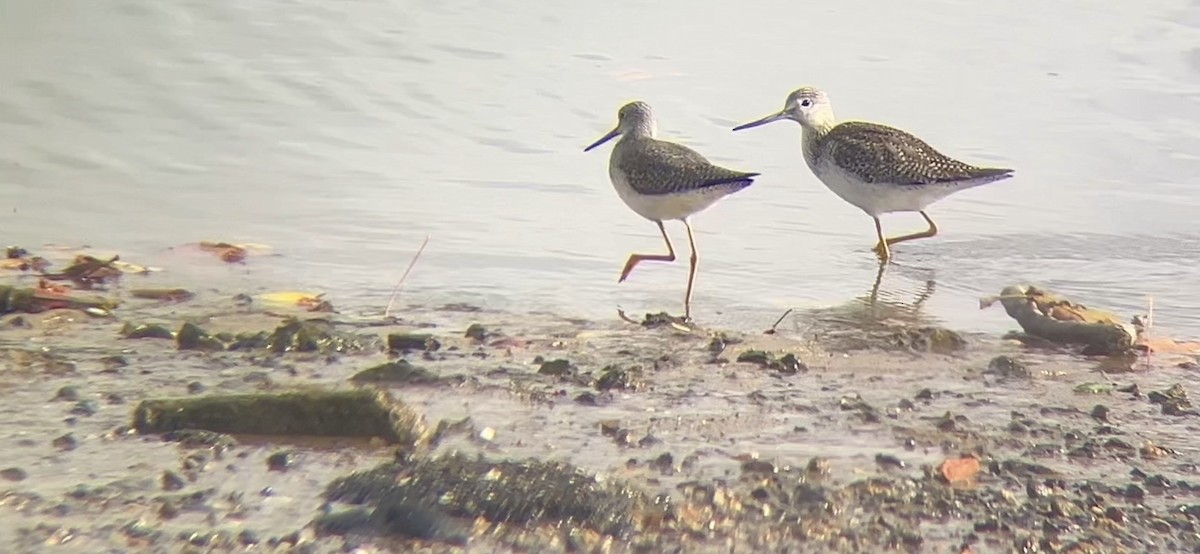 Greater Yellowlegs - ML627970657