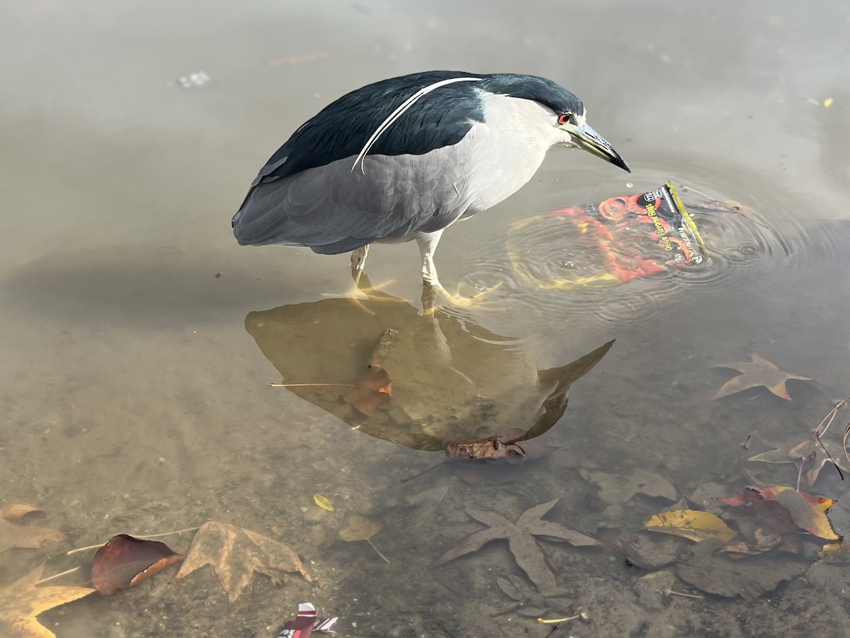 Black-crowned Night Heron - ML627970679