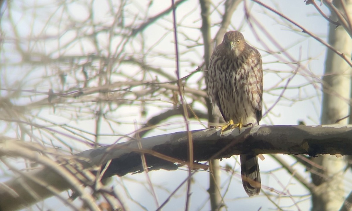 Cooper's Hawk - ML627970693