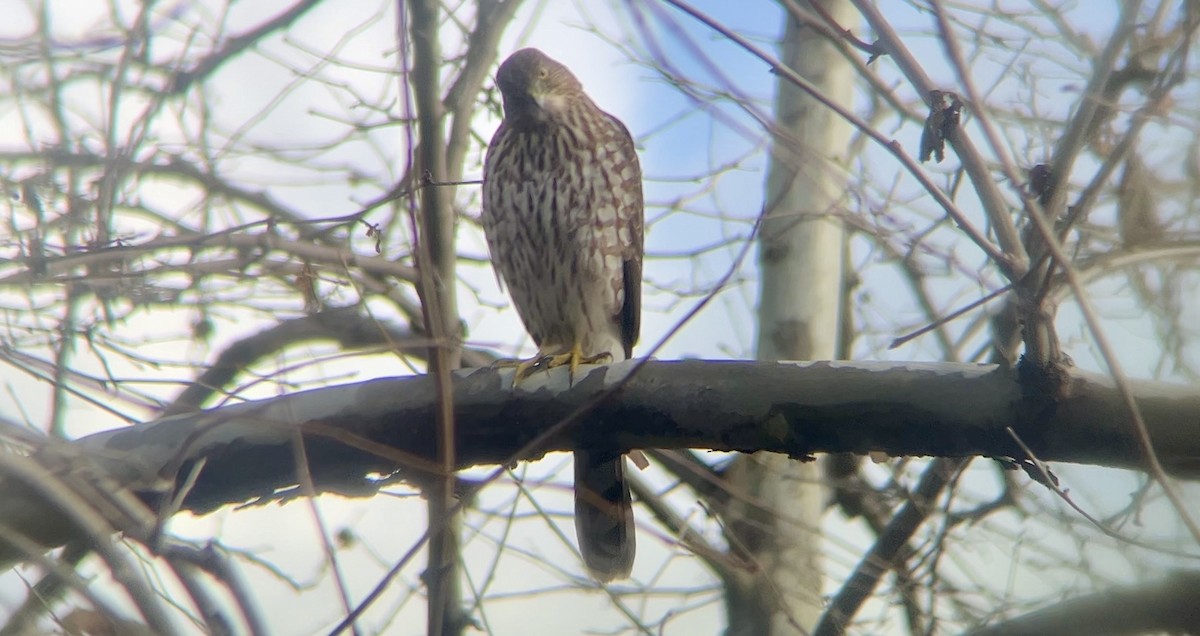 Cooper's Hawk - ML627970694