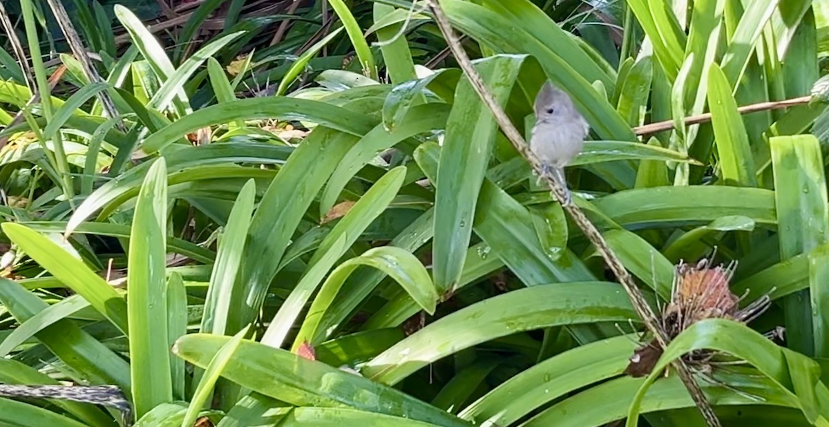 Oak Titmouse - ML627970707