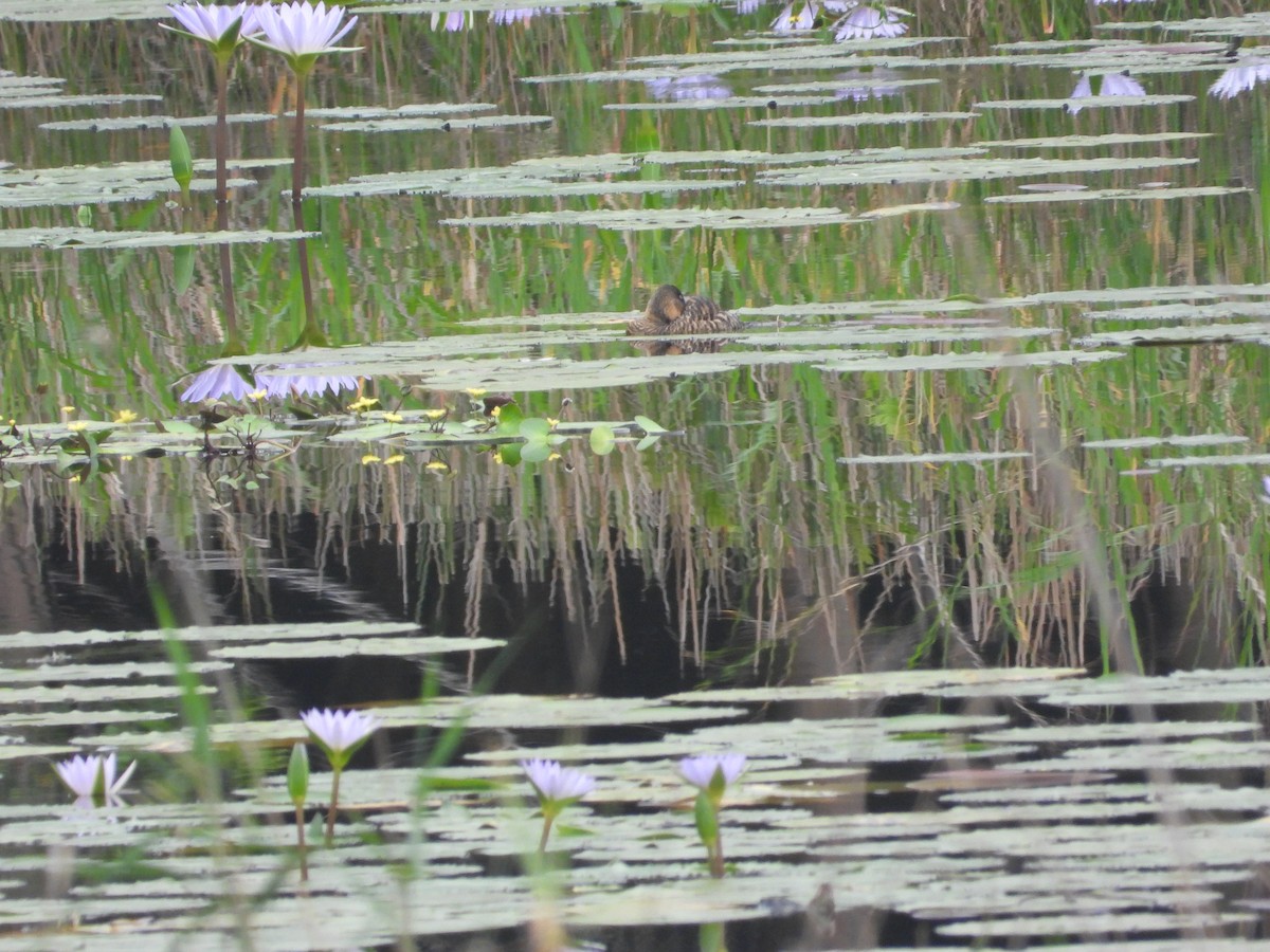 White-backed Duck - ML627970711