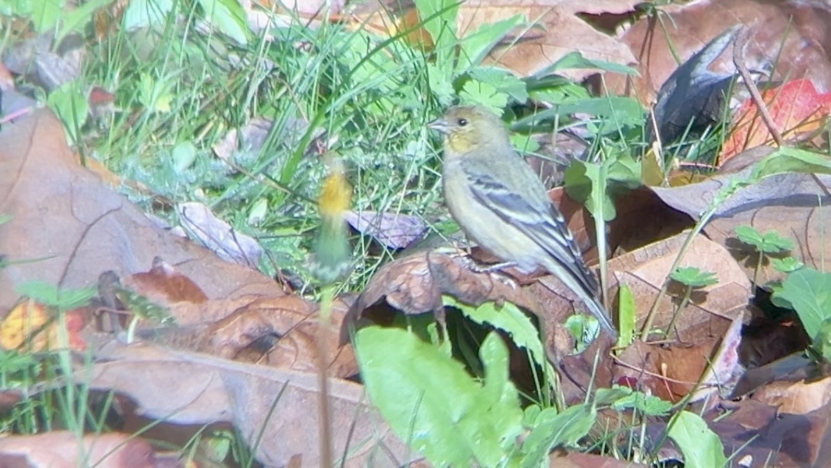 Lesser Goldfinch - ML627970735