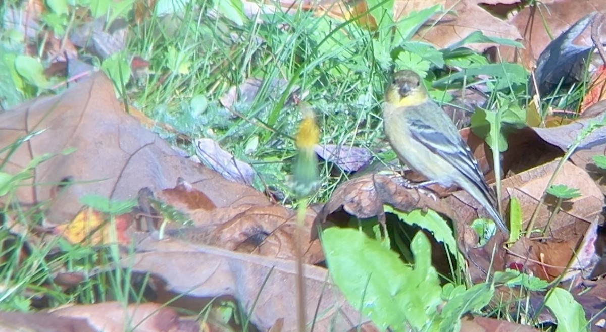 Lesser Goldfinch - ML627970736