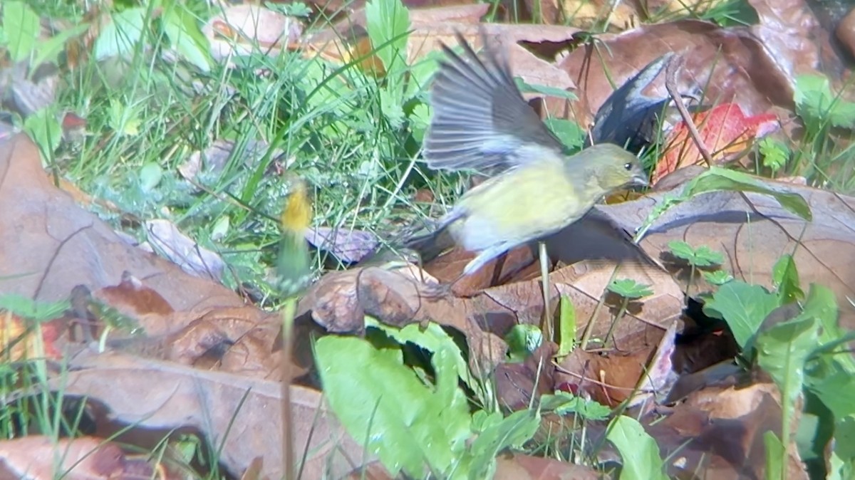 Lesser Goldfinch - ML627970737