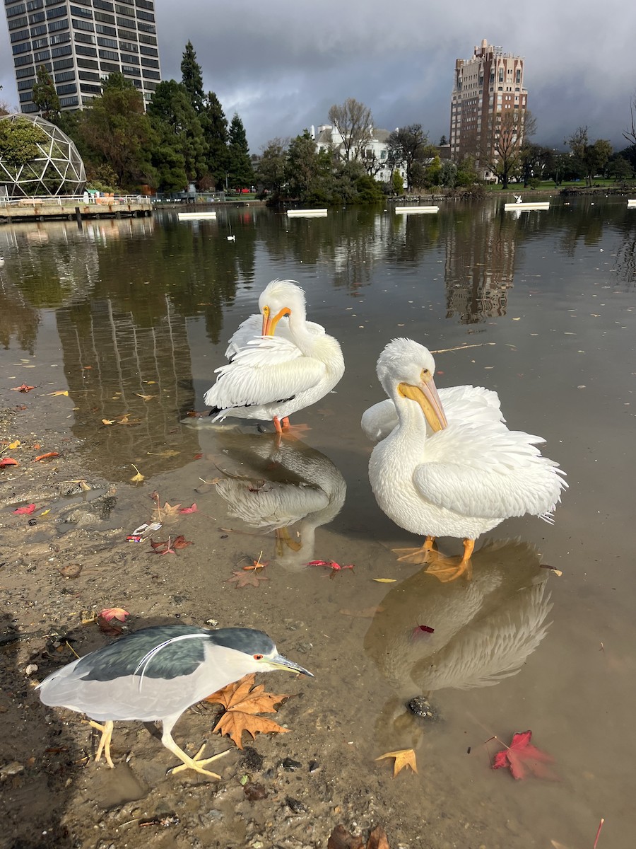 American White Pelican - ML627970754