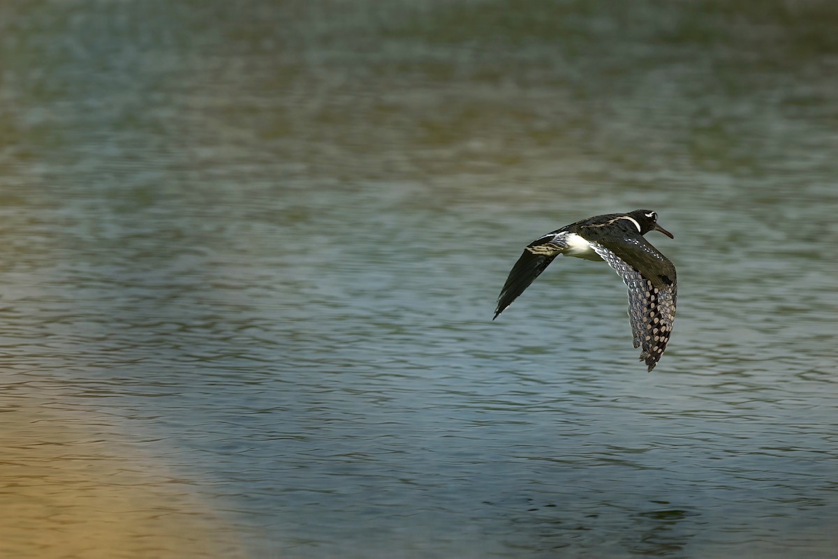 Greater Painted-Snipe - ML627970782