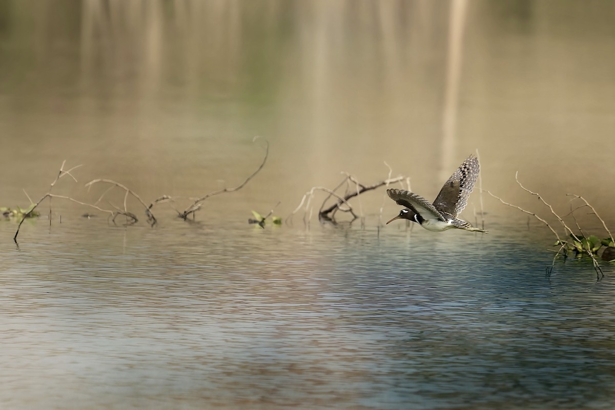 Greater Painted-Snipe - ML627970783