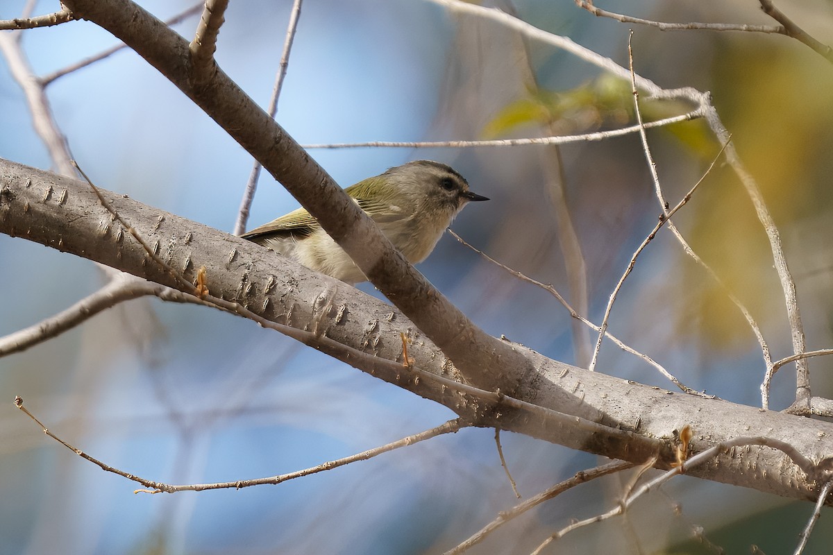 アメリカキクイタダキ - ML627970798