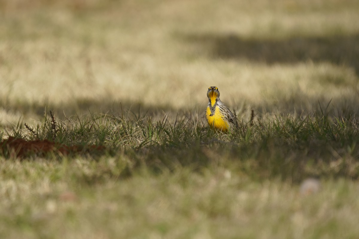 Western/Eastern Meadowlark - ML627970803
