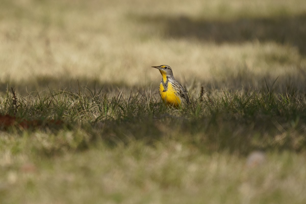 Western/Eastern Meadowlark - ML627970804