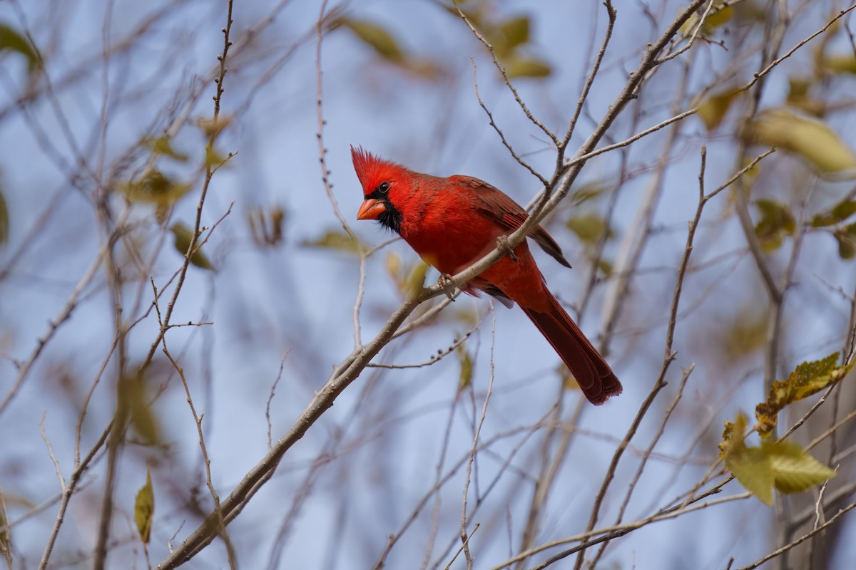 Northern Cardinal - ML627970813