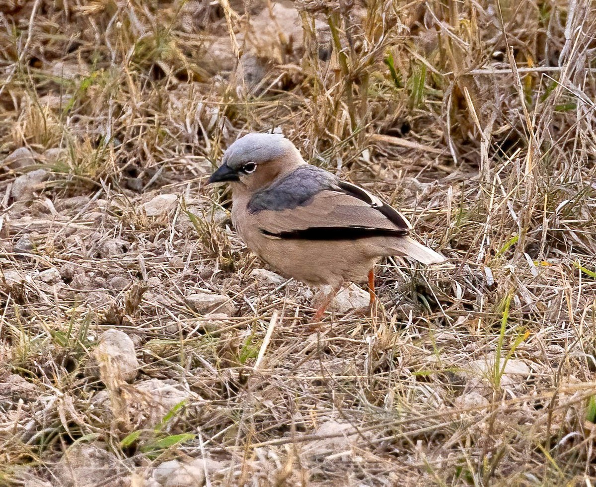 Gray-capped Social-Weaver - ML627971129