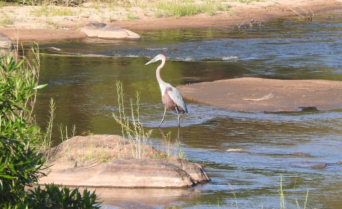 Goliath Heron - ML627971218