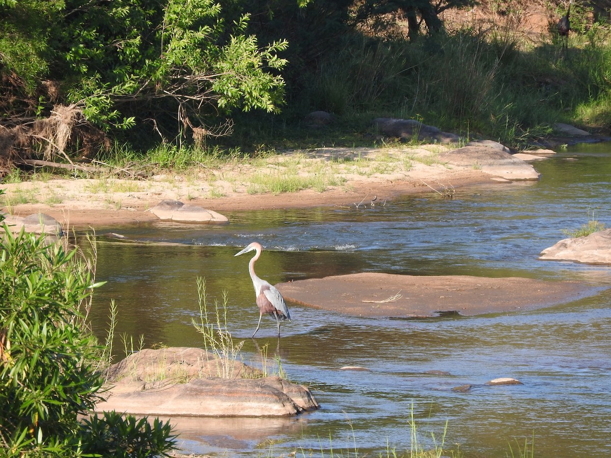 Goliath Heron - ML627971229