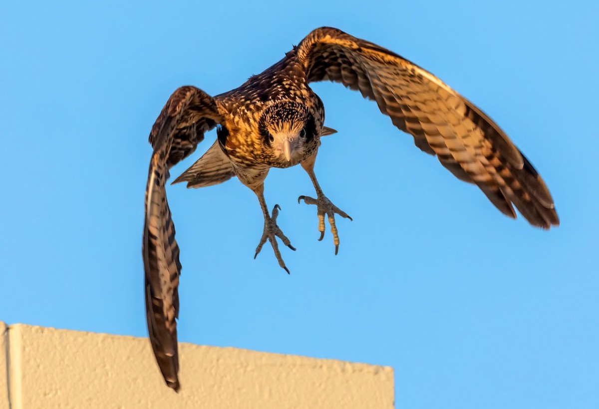 Yellow-headed Caracara - ML627971428