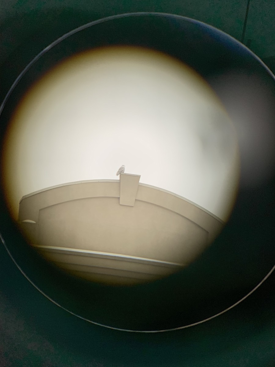 Snowy Owl - ML627971675