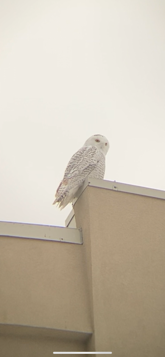 Snowy Owl - ML627971728