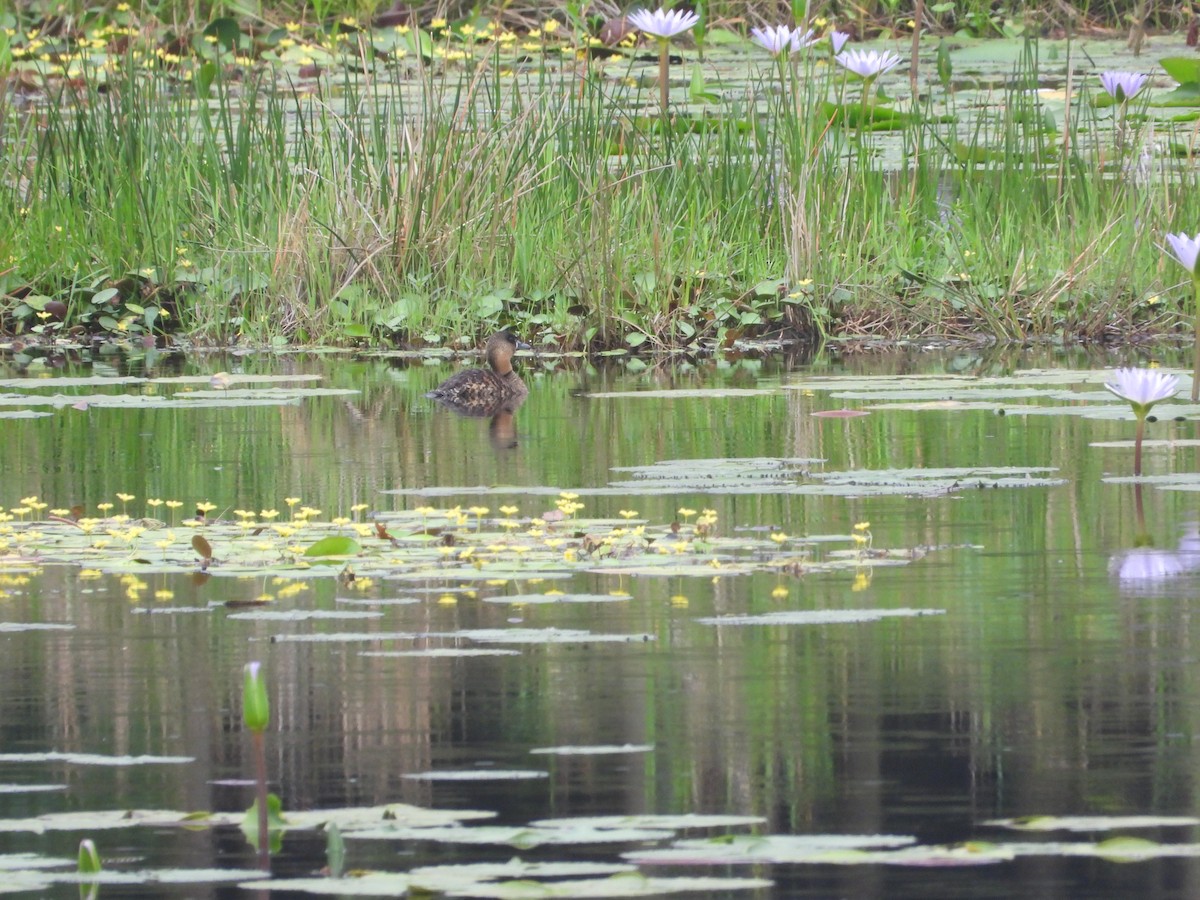 White-backed Duck - ML627971803