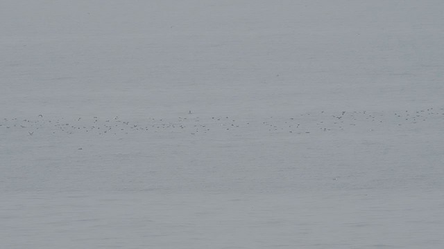 Black-vented Shearwater - ML627971804