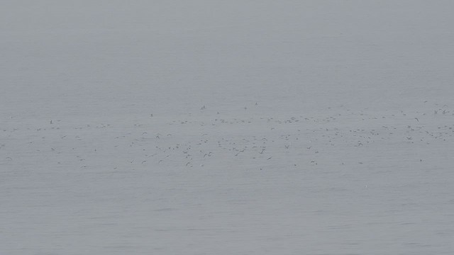Black-vented Shearwater - ML627971805