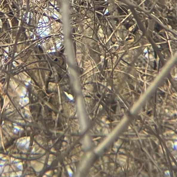 Great Horned Owl - ML627971818