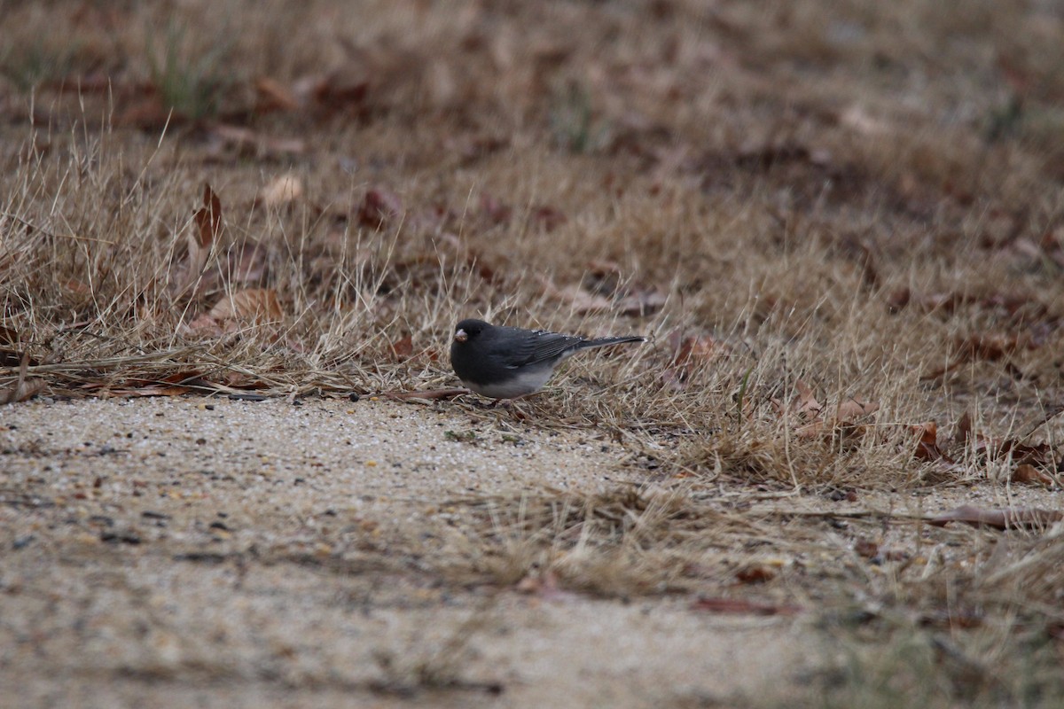 Dark-eyed Junco - ML627972214