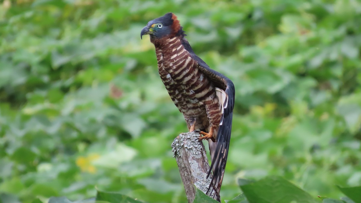 Hook-billed Kite - ML627972225