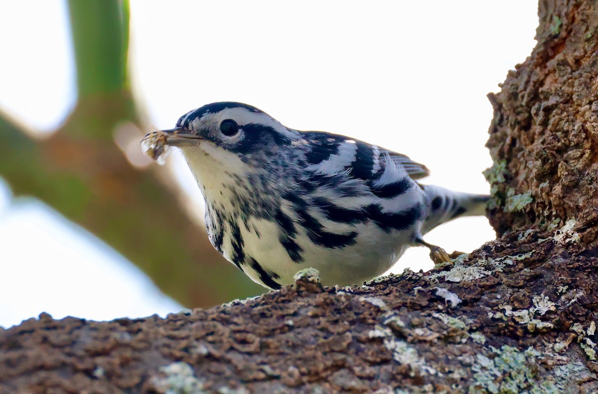 Black-and-white Warbler - ML627972269