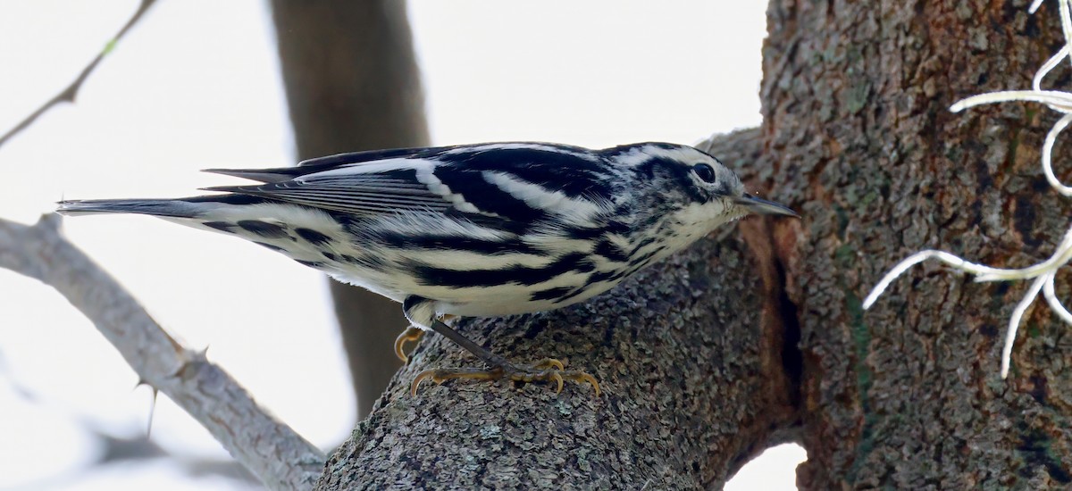 Black-and-white Warbler - ML627972271