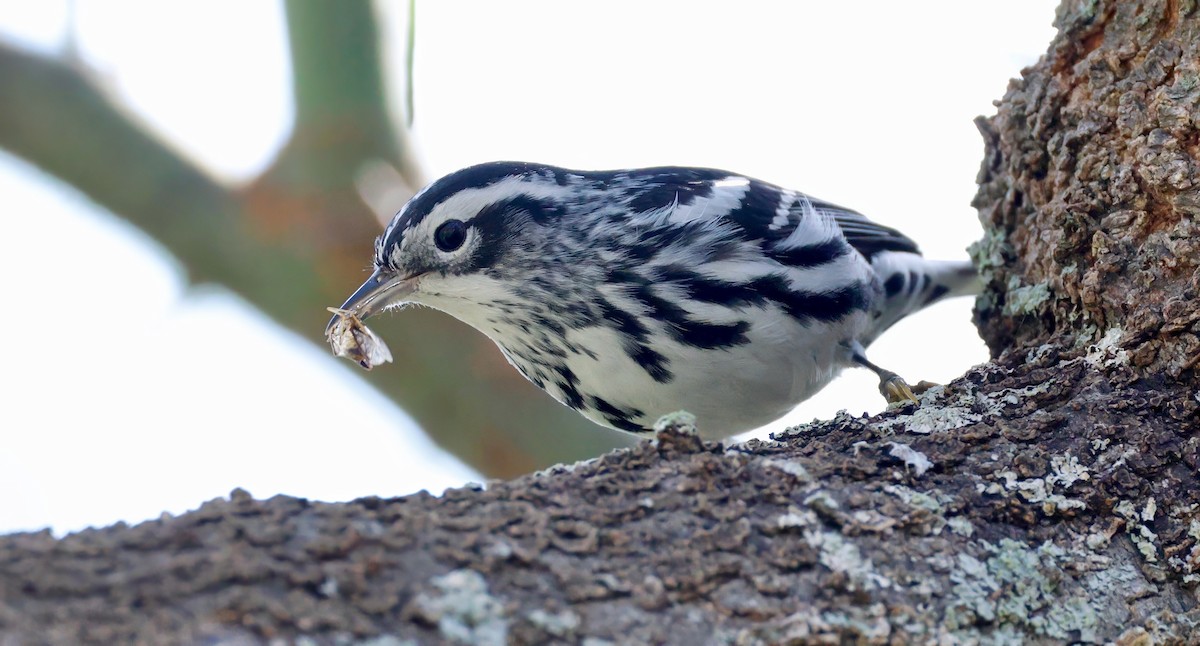 Black-and-white Warbler - ML627972274