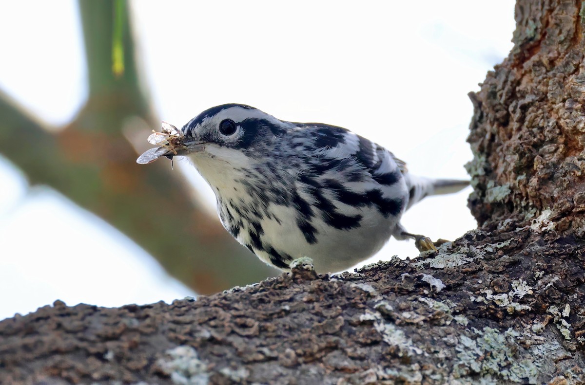 Black-and-white Warbler - ML627972275