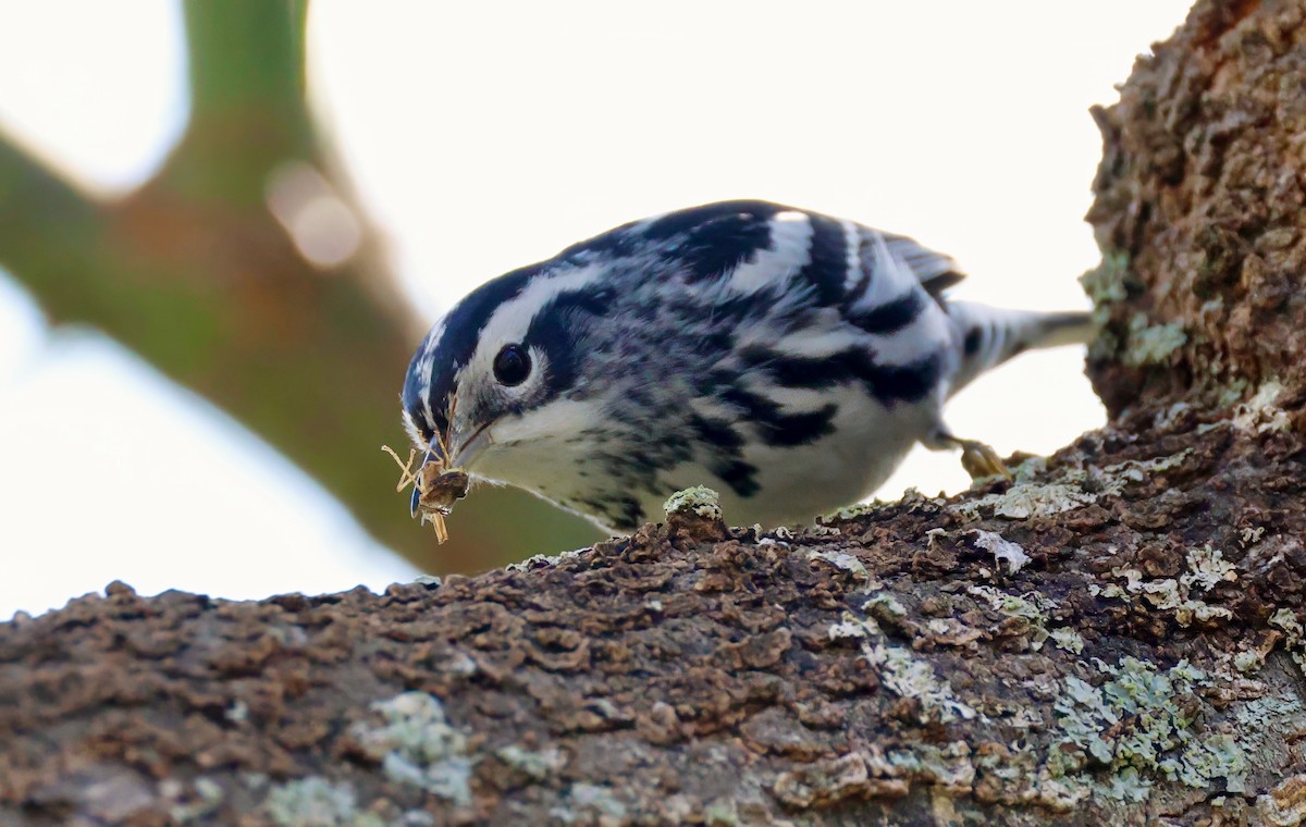 Black-and-white Warbler - ML627972276