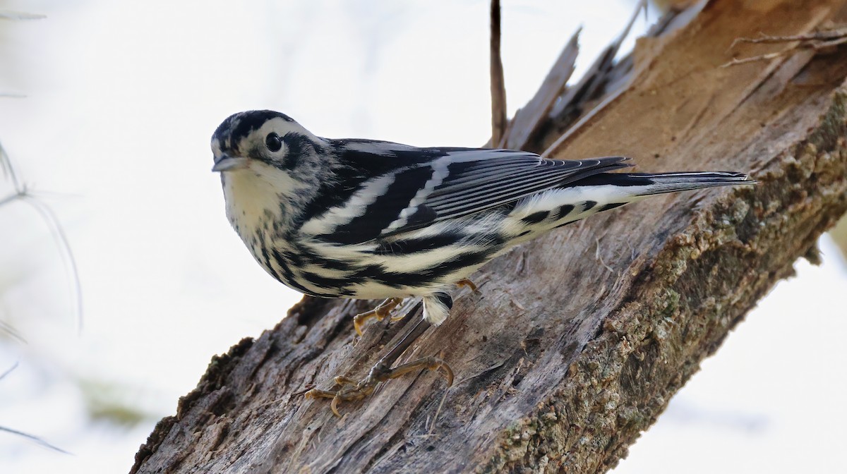 Black-and-white Warbler - ML627972278