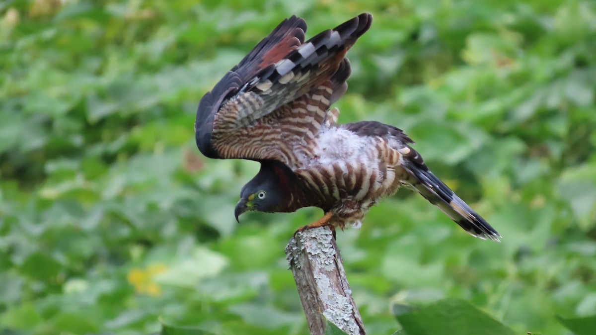 Hook-billed Kite - ML627972291