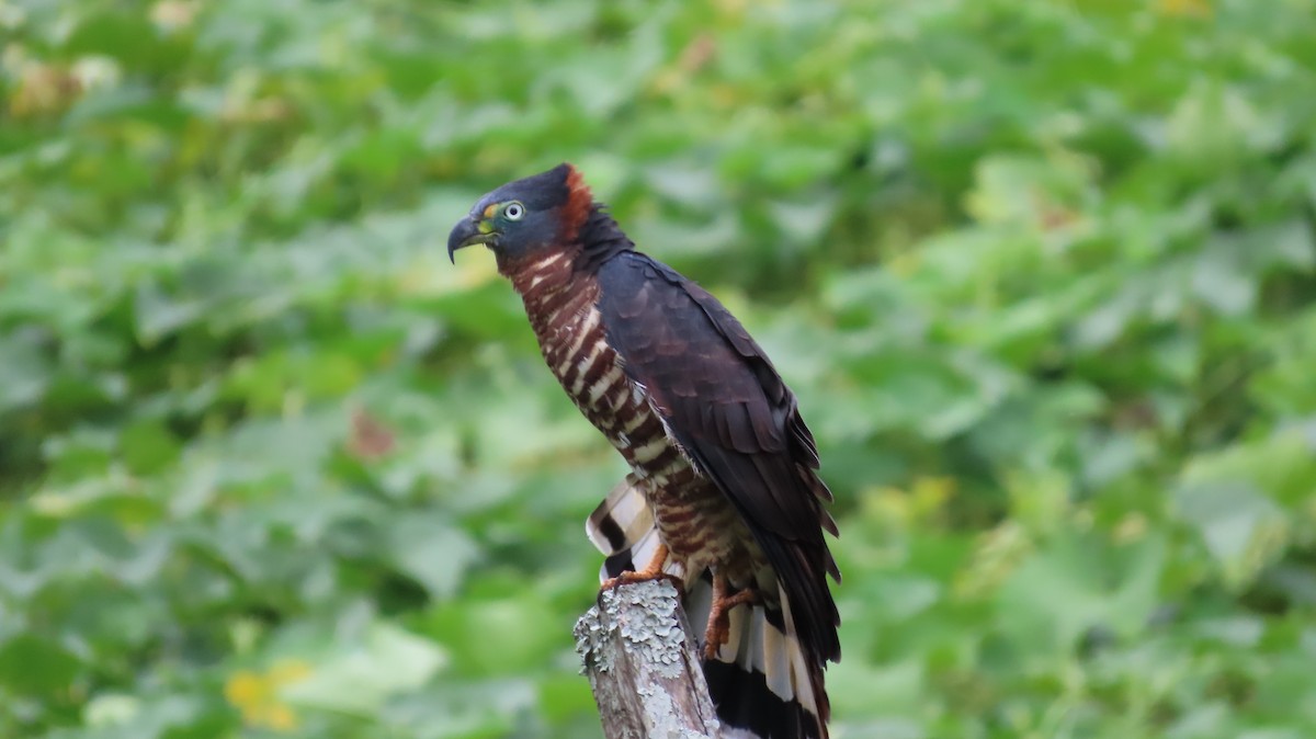 Hook-billed Kite - ML627972292