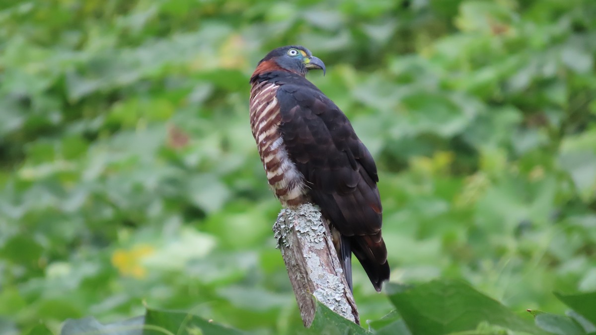 Hook-billed Kite - ML627972293