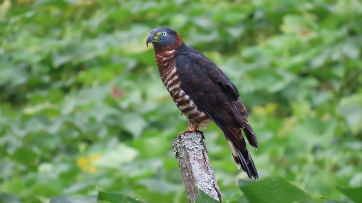 Hook-billed Kite - ML627972294