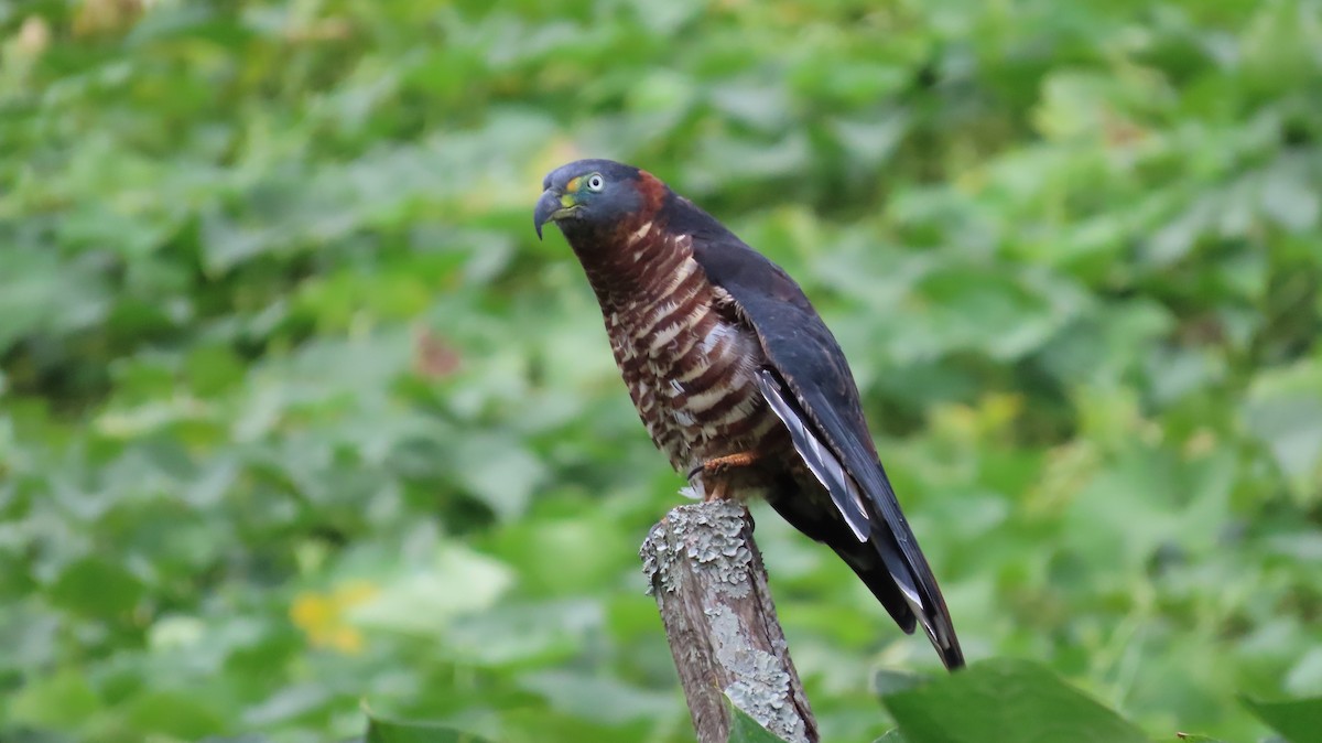 Hook-billed Kite - ML627972295