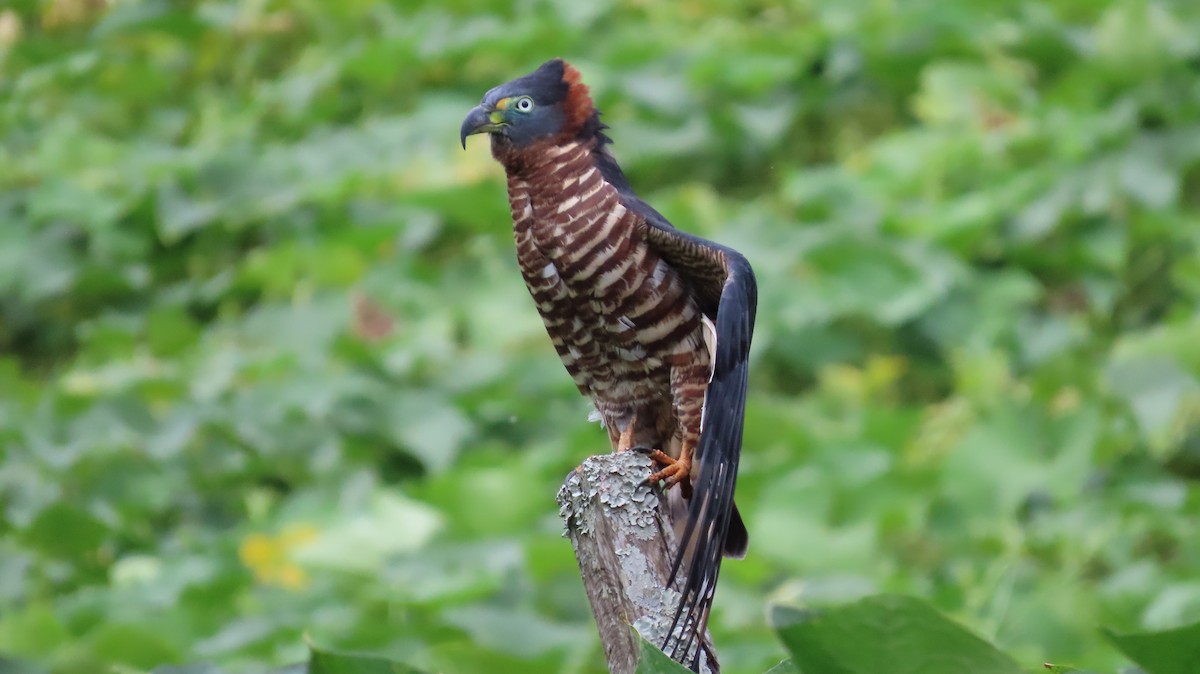 Hook-billed Kite - ML627972296