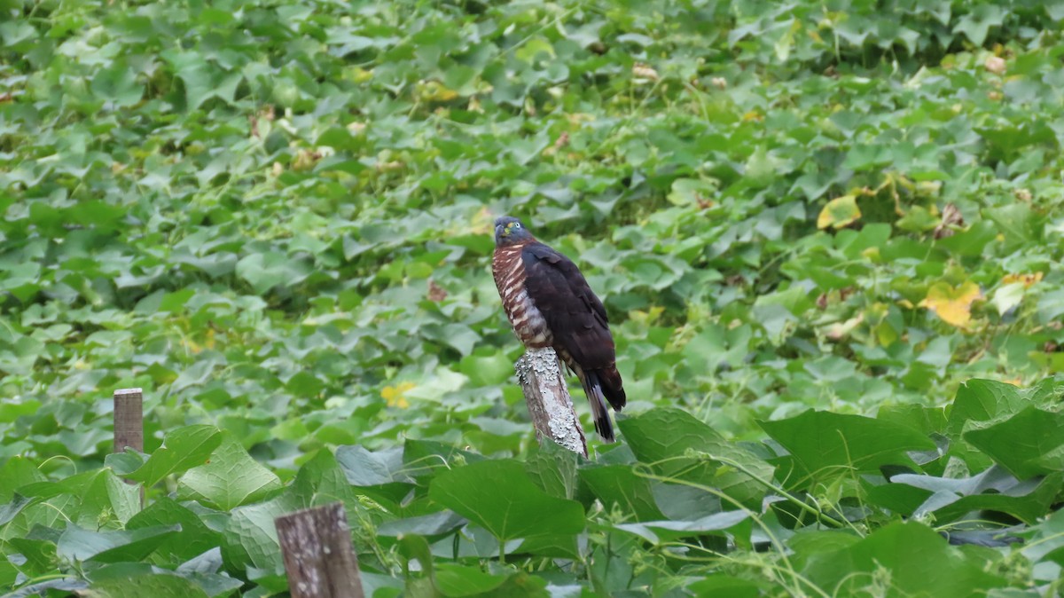 Hook-billed Kite - ML627972297