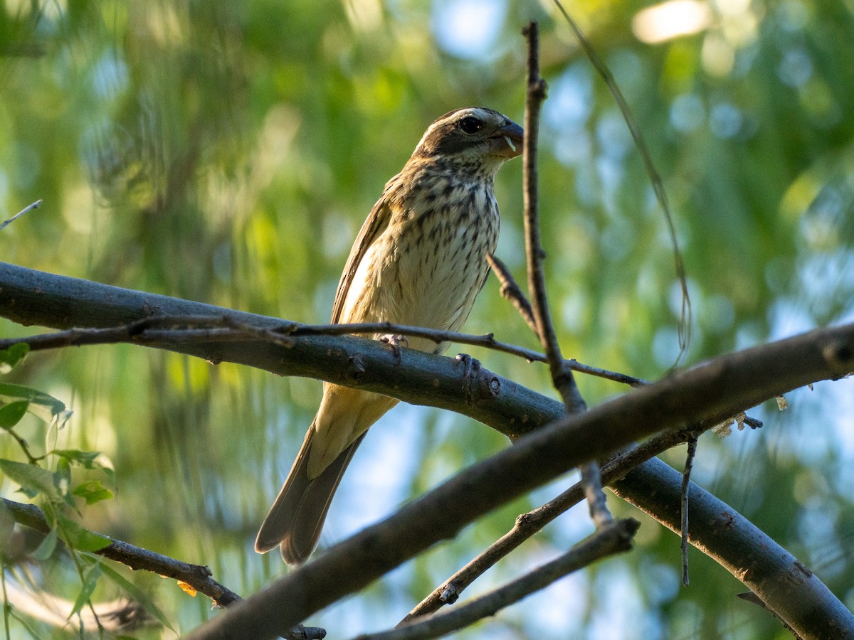 Rose-breasted Grosbeak - ML627972299