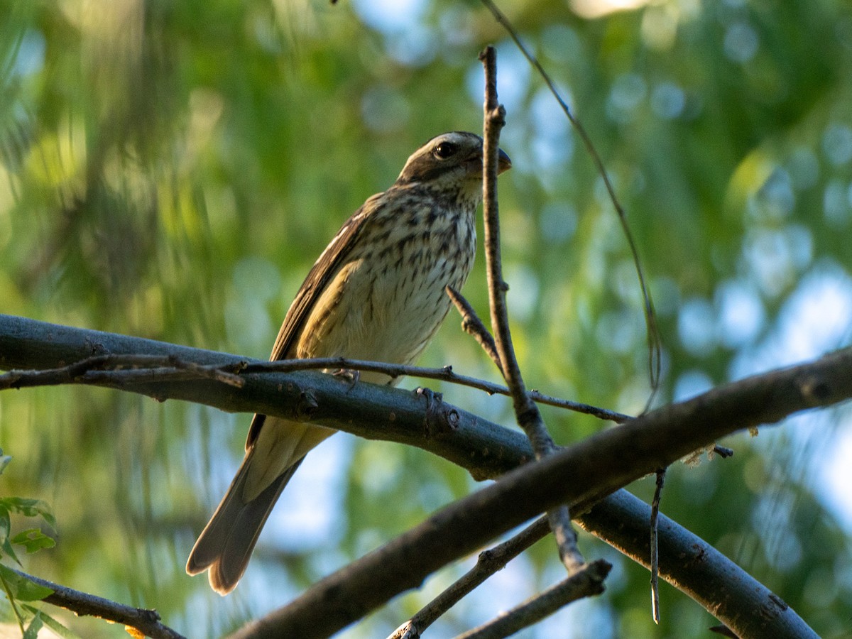 Rose-breasted Grosbeak - ML627972300