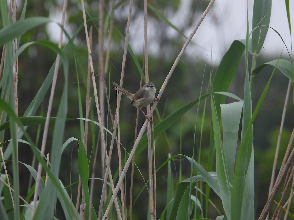 Tawny-flanked Prinia - ML627972371