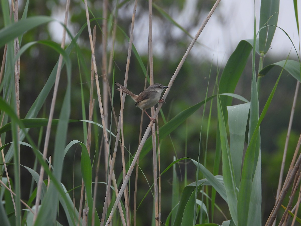 Tawny-flanked Prinia - ML627972372