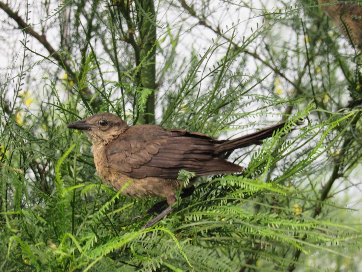 Great-tailed Grackle - ML627972378