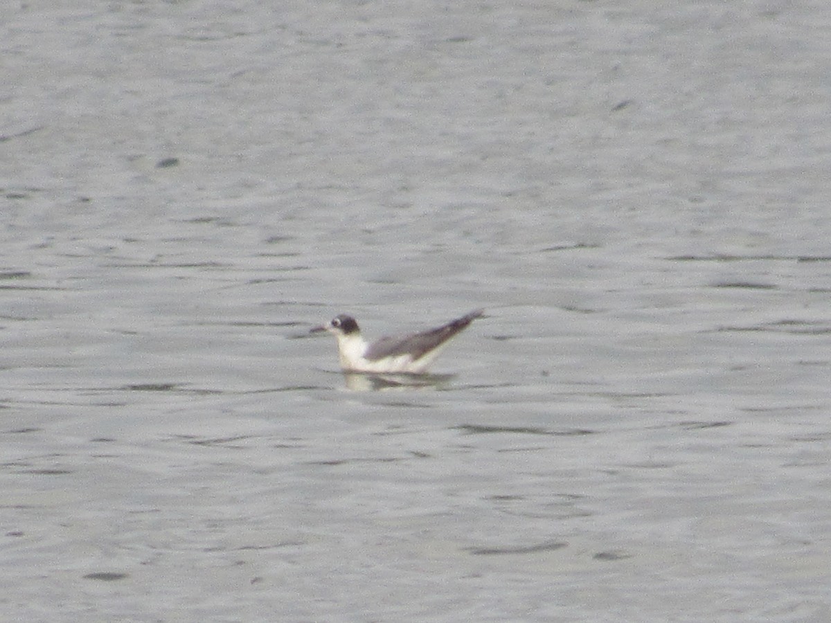 Franklin's Gull - ML627972402